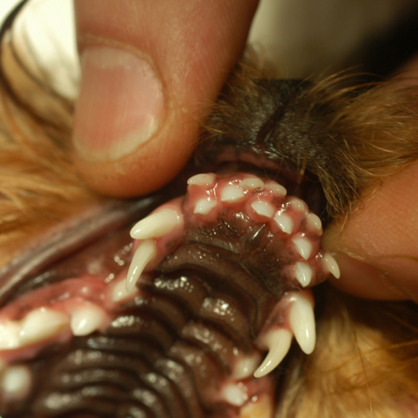 Как и когда происходит смена зубов у чихуахуа